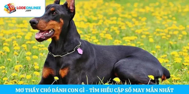 Mơ Thấy Chó Đánh Con Gì – Tìm Hiểu Cặp Số May Mắn Nhất