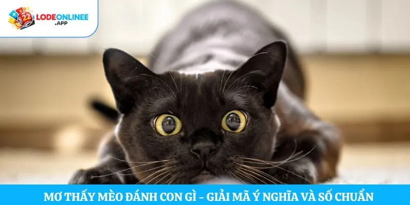 Mơ Thấy Mèo Đánh Con Gì – Giải Mã Ý Nghĩa Và Số Chuẩn